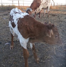 Jammin Tex x RJF Tuff Cowgal (H) 