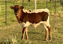 Lacy K Heifer